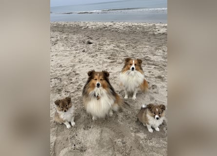 Sheltie Welpen suchen ihre Lieblingsmenschen