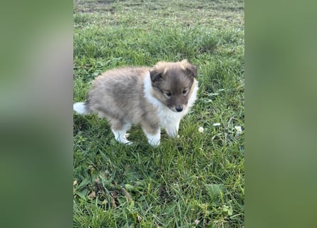 Sheltie Welpe aus VdH/ FCI Zucht