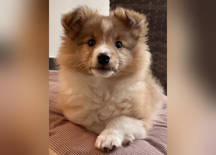 Sheltie Welpe aus VdH/ FCI Zucht