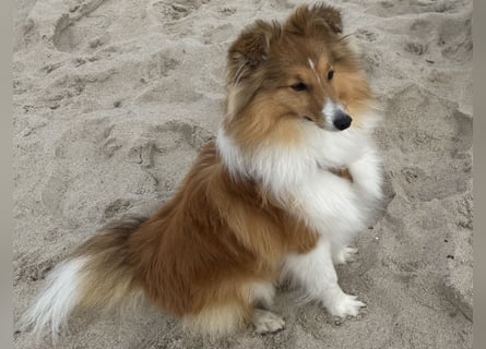 Sheltie Welpen suchen ihre Lieblingsmenschen