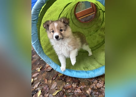 Sheltie Welpen suchen ihre Lieblingsmenschen
