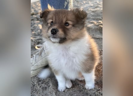 Sheltie Welpen suchen ihre Lieblingsmenschen