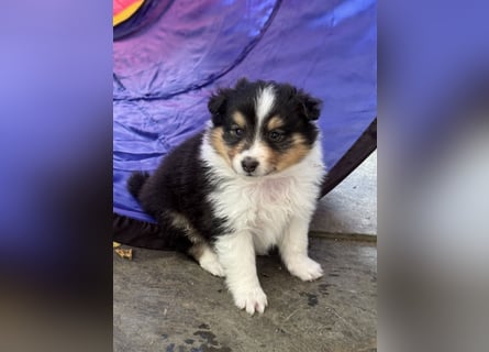 Sheltie Welpen suchen ihre Lieblingsmenschen