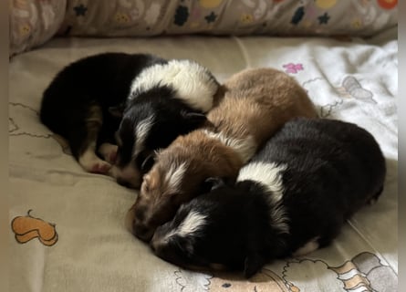 Sheltie Welpe sucht seine(n) Lieblingsmenschen