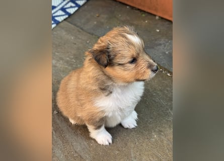 Sheltie Welpen suchen ihre Lieblingsmenschen