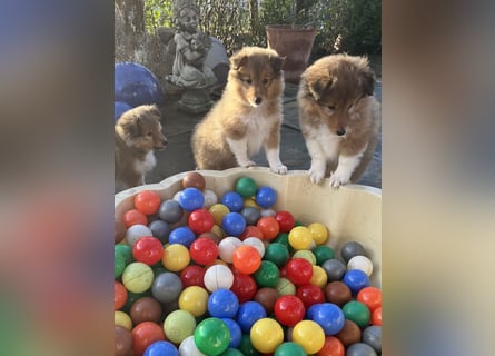 Sheltie Welpe aus VdH/ FCI Zucht