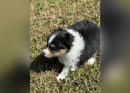 Sheltie Welpen suchen ihre Lieblingsmenschen
