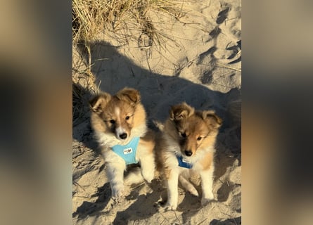 Sheltie Welpen suchen ihre Lieblingsmenschen
