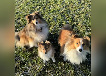 Sheltie Welpe aus VdH/ FCI Zucht