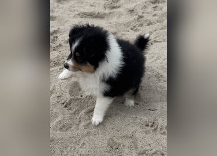 Sheltie Welpen suchen ihre Lieblingsmenschen