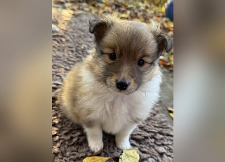 Sheltie Welpe aus VdH/ FCI Zucht