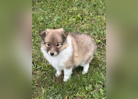 Sheltie Welpe aus VdH/ FCI Zucht