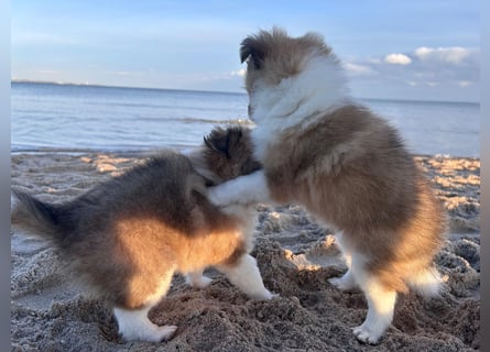 Sheltie Welpe aus VdH/ FCI Zucht