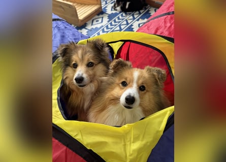 Sheltie Welpen suchen ihre Lieblingsmenschen