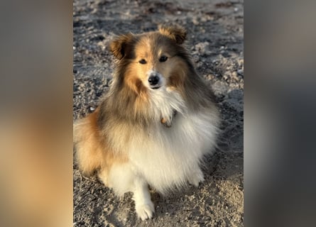 Sheltie Welpe aus VdH/ FCI Zucht