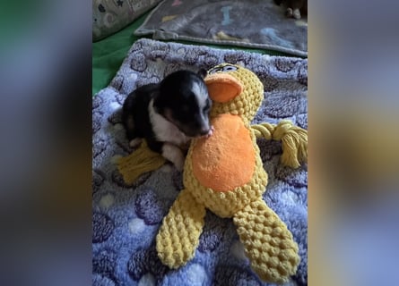 Sheltie Welpe sucht seine(n) Lieblingsmenschen