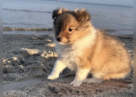 Sheltie Welpe aus VdH/ FCI Zucht
