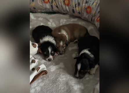 Sheltie Welpe sucht seine(n) Lieblingsmenschen