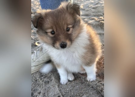 Sheltie Welpe aus VdH/ FCI Zucht