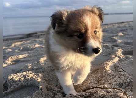 Sheltie Welpen suchen ihre Lieblingsmenschen