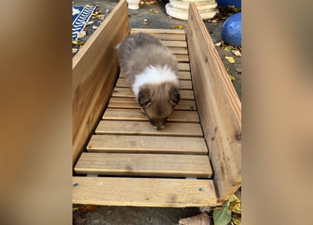 Sheltie Welpe aus VdH/ FCI Zucht