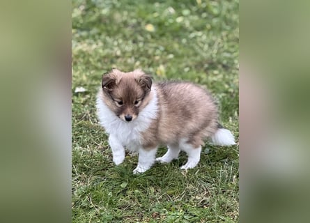 Sheltie Welpe aus VdH/ FCI Zucht
