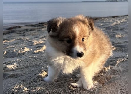 Sheltie Welpen suchen ihre Lieblingsmenschen