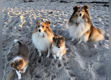 Sheltie Welpen suchen ihre Lieblingsmenschen
