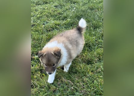 Sheltie Welpe aus VdH/ FCI Zucht