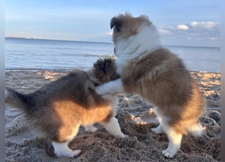 Sheltie Welpen suchen ihre Lieblingsmenschen