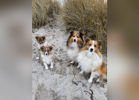 Sheltie Welpe aus VdH/ FCI Zucht