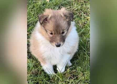 Sheltie Welpe aus VdH/ FCI Zucht