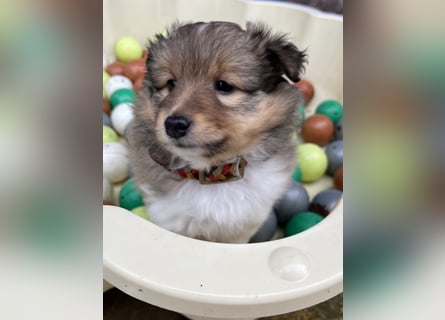 Sheltie Welpen suchen ihre Lieblingsmenschen