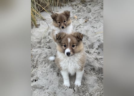 Sheltie Welpen suchen ihre Lieblingsmenschen