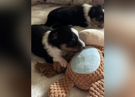 Sheltie Welpe sucht seine(n) Lieblingsmenschen
