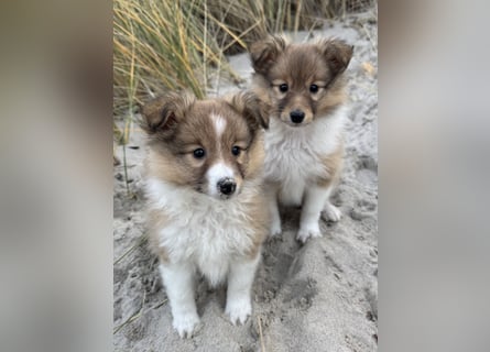 Sheltie Welpe aus VdH/ FCI Zucht