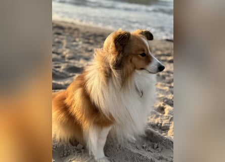 Sheltie Welpe sucht seine(n) Lieblingsmenschen