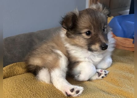 Sheltie Welpe aus VdH/ FCI Zucht