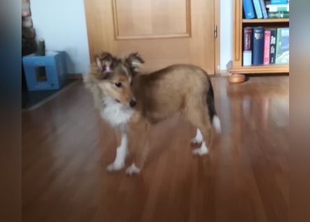 Sheltie Welpe Hündin