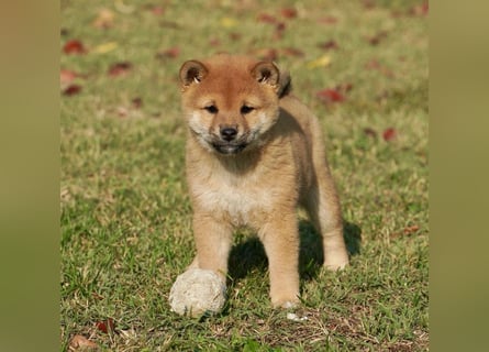 Shiba inu puppies