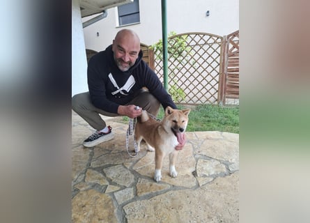3 Reinrassige Shiba Inu Welpen (mit Ahnentafel)-Warteliste vorhanden 