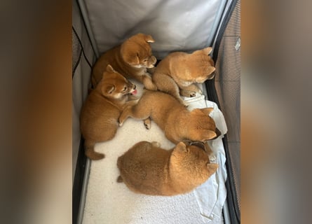 3 Reinrassige Shiba Inu Welpen (mit Ahnentafel)-Warteliste vorhanden 