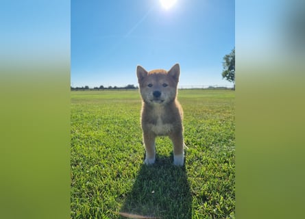 3 Reinrassige Shiba Inu Welpen (mit Ahnentafel)-Warteliste vorhanden 