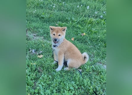 3 Reinrassige Shiba Inu Welpen (mit Ahnentafel)-Warteliste vorhanden 