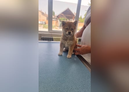 3 Reinrassige Shiba Inu Welpen (mit Ahnentafel)-Warteliste vorhanden 