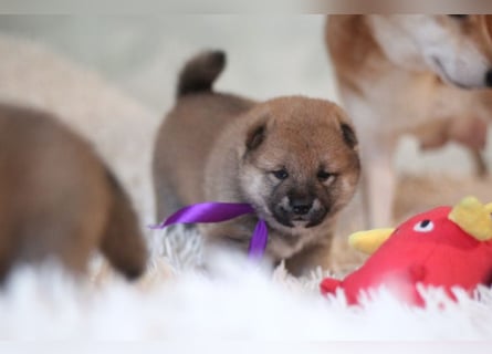AYA, AMANE SHIBA INU WELPEN mit FCI dokumenten