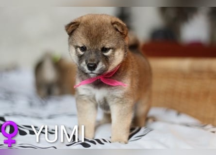Wunderschöne Shiba-Inu-Welpen mit rotem Fell