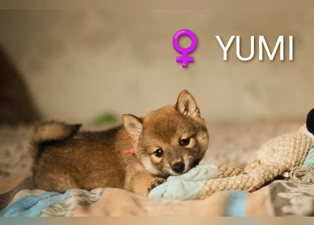 Wunderschöne Shiba-Inu-Welpen mit rotem Fell