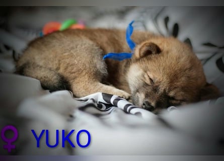 Wunderschöne Shiba-Inu-Welpen mit rotem Fell