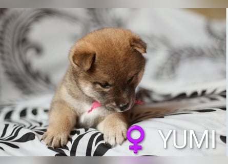 Wunderschöne Shiba-Inu-Welpen mit rotem Fell